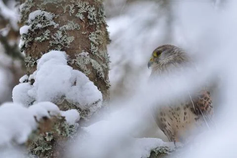 Common Kestrel in winter Stock Photos