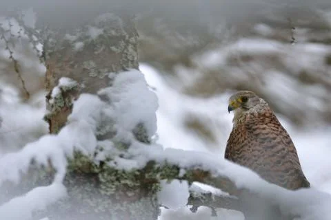 Common Kestrel in winter 스톡 사진