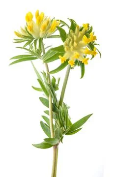 Common kidneyvetch Stock Photos