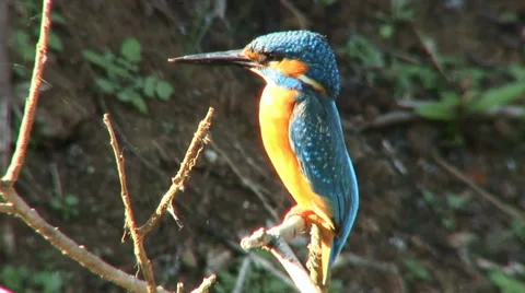 Common kingfisher 1 Stock Footage 27428460