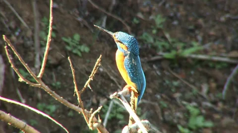 Common kingfisher 2 Stock Footage 27428666