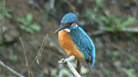 Common kingfisher 3 Stock Footage 27428542