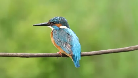 Common kingfisher, Alcedo atthis. A bird sits on a thin branch, looking aro.. Stock Footage 237318335