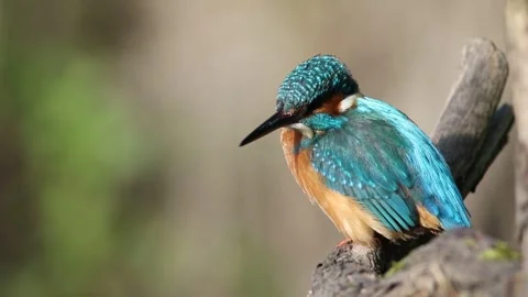 Common kingfisher, Alcedo atthis. A bird sits on a branch above a river on .. Stock Footage 241005709