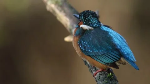 Common kingfisher, Alcedo atthis. A bird sits on a branch above the river, .. Stock Footage 241005714