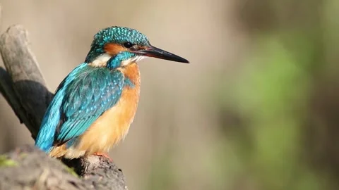 Common kingfisher, Alcedo atthis. A bird sits on a branch, brushing its fea.. Stock Footage 241005717