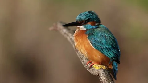 Common kingfisher, Alcedo atthis. A bird sits on a beautiful branch above a.. Stock Footage 241005720
