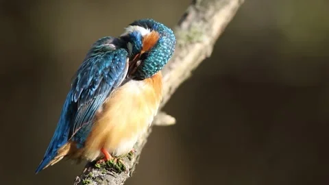 Common kingfisher, Alcedo atthis. A bird sits on a branch above the water a.. Stock Footage 241005730