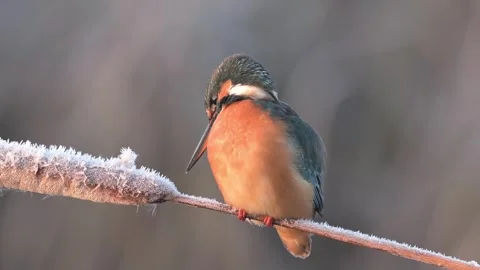 Common kingfisher Alcedo atthis bird songbird winter ice wildlife nature Stock Footage 295670650