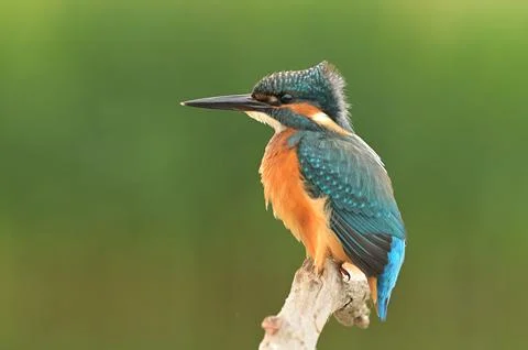 Common kingfisher Alcedo atthis bird songbird wildlife nature predator cock o Foto stock