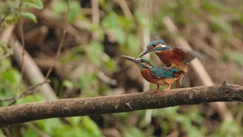 The Common Kingfisher (Alcedo Atthis) Copulation Stock Footage 244447752