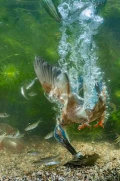 Common kingfisher Alcedo atthis diving under water for fish prey thrust hunting Stock Photos