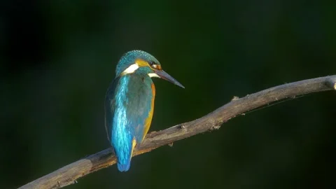Common Kingfisher (Alcedo atthis) Eurasian Kingfisher sitting on branch Stock Footage 139793673