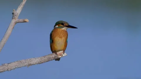 Common Kingfisher (Alcedo atthis) Eurasian Kingfisher sitting on branch Stock Footage 139793783