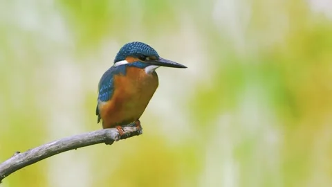 Common Kingfisher (Alcedo atthis) Eurasian Kingfisher sitting on branch Stock Footage 142898435