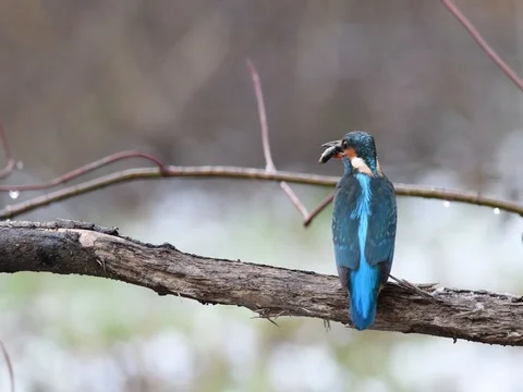 Common Kingfisher (Alcedo atthis) Stock Footage