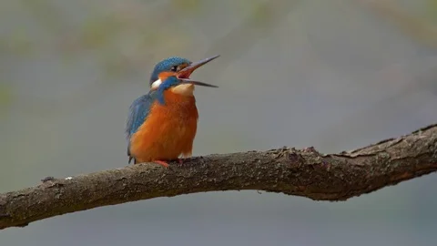 Common kingfisher (Alcedo atthis) Stock-Footage 116122611