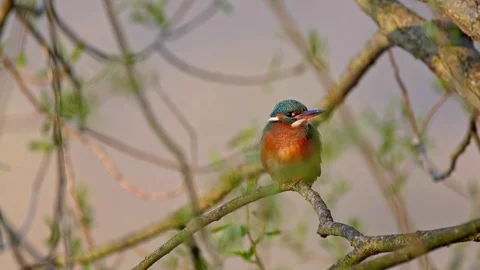 Common kingfisher (Alcedo atthis) Stock-Footage 116122812
