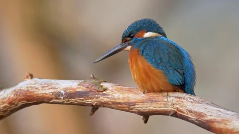 Common kingfisher (Alcedo atthis) Stock-Footage 116159326