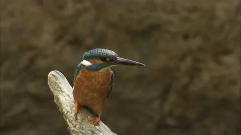 Common Kingfisher (Alcedo Atthis) Stock Footage 205038101