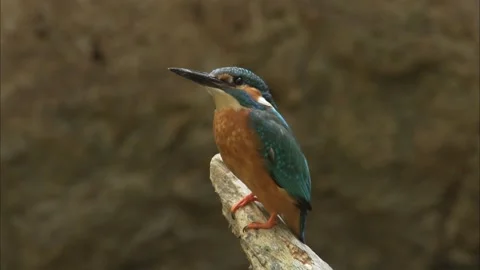 Common Kingfisher (Alcedo Atthis) Stock Footage 205038204