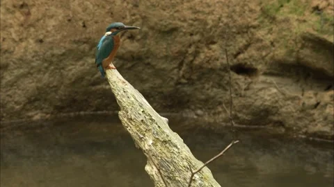 Common kingfisher (Alcedo Atthis) Stock Footage 205038507