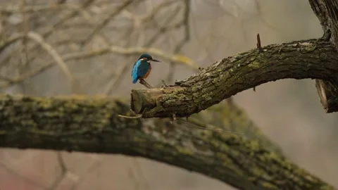 Common kingfisher - Alcedo atthis Stock Footage 233967272