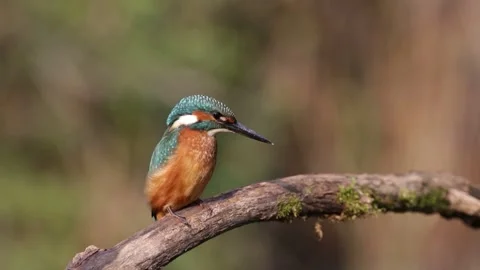 Common Kingfisher (Alcedo atthis) Looking Down for Prey from a Branch Stock Footage 334291156