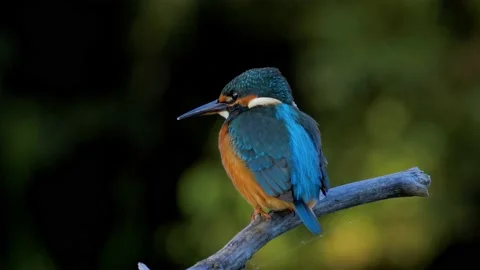 The common kingfisher (Alcedo atthis) in natural habitat Stock Footage