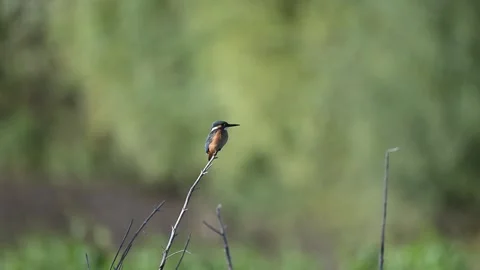 Common Kingfisher (Alcedo atthis) Perched on a Branch in the Wild. Slow Motion. Stock-Footage 309706325