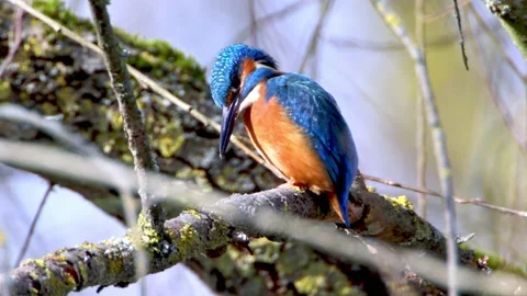 A Common Kingfisher (alcedo atthis) in the Reed, Heilbronn, Germany Stock Footage