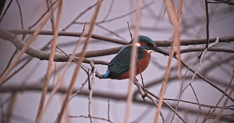 Common Kingfisher Alcedo Atthis on a tree in slow motion Video stock 296510250