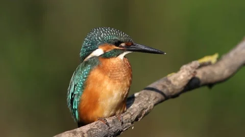 Common kingfisher, Alcedo atthis. A young male bird sits on a branch, belch.. Stock Footage 237318340