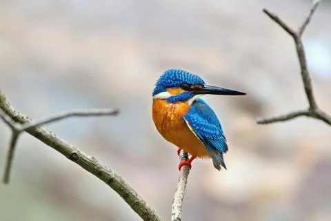 Common Kingfisher (Alcedo atthis)It is called the Ceylon Small Blue Kingfishe Stockfoto's