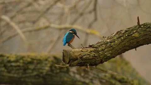 Common kingfisher in Belarus Stock Footage 233969719