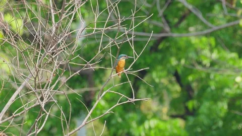 Common Kingfisher on a branch. Stock Footage 328914301