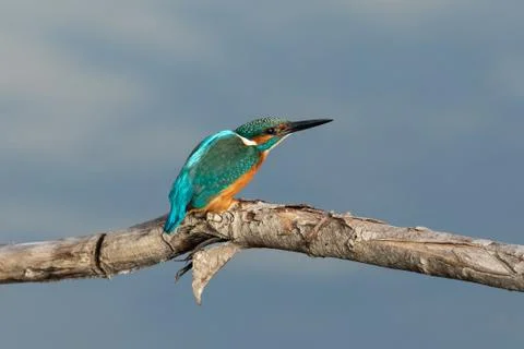 Common Kingfisher on the branch Foto stock