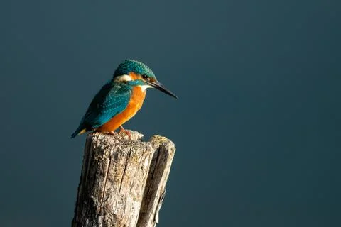 Common Kingfisher on the branch Foto stock