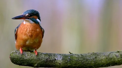 Common Kingfisher Catches a Fish and Eats On a Branch Stock Footage 336320949