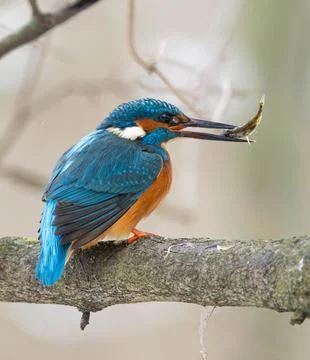 Common Kingfisher with a Caught Fish in its Open Beak Stock Photos