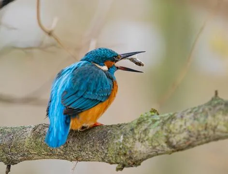Common Kingfisher with a Caught Fish in its Open Beak Stock Photos