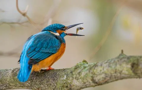 Common Kingfisher with a Caught Fish in its Open Beak Stock Photos