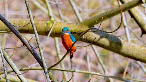 Common Kingfisher Close-Up Perched on Branch – 4K Wildlife Video 스톡 동영상 329844221