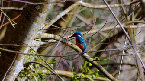 Common Kingfisher Close-Up Perched on Branch – 4K Wildlife Video Stock Footage 329844225