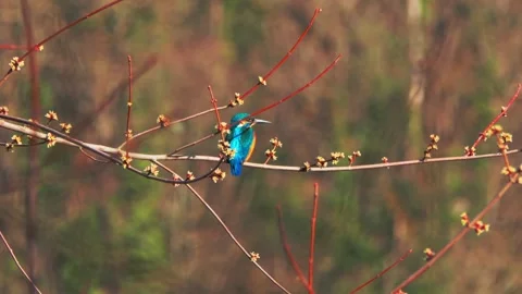 Common Kingfisher Close-Up Perched on Branch – 4K Wildlife Video Stock Footage 329844227