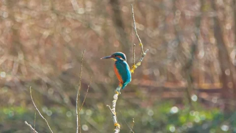 Common Kingfisher Close-Up Perched on Branch – 4K Wildlife Video Stock Footage 329844234