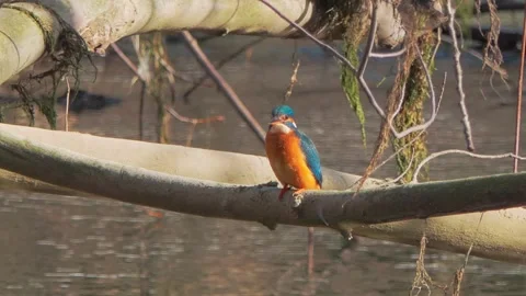 Common Kingfisher Close-Up Perched on Branch – 4K Wildlife Video Stock Footage 329844237