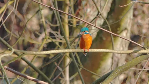 Common Kingfisher Close-Up Perched on Branch – 4K Wildlife Video Stock Footage 329844245