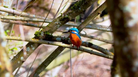 Common Kingfisher Close-Up Perched on Branch – 4K Wildlife Video Stock Footage 329844250