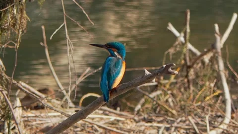 Common Kingfisher Close-Up Perched on Branch – 4K Wildlife Video Stock Footage 329844258